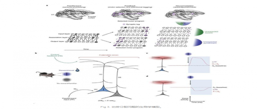 Nature Neurosci: 神经科学的深度学习框架是什么？